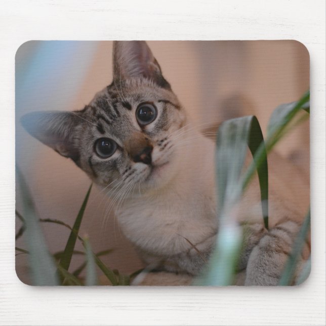 Cute Cat Photo Portrait Mouse Mat (Front)