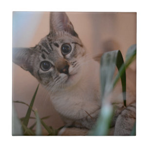 Cute Cat Photo Portrait Tile