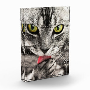 Cute Cat Portrait Photo Block
