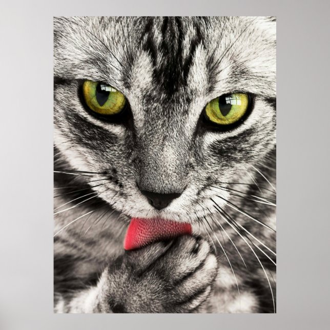 Cute Cat Portrait Poster (Front)