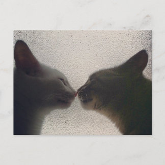 Cute Cat Post Card