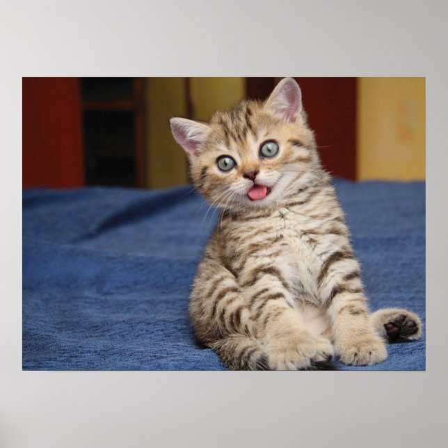 Cute Cat Poster (Front)