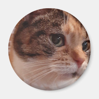 Cute Cat Refrigerator Pin Magnet
