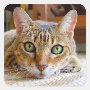 Cute Cat stickers