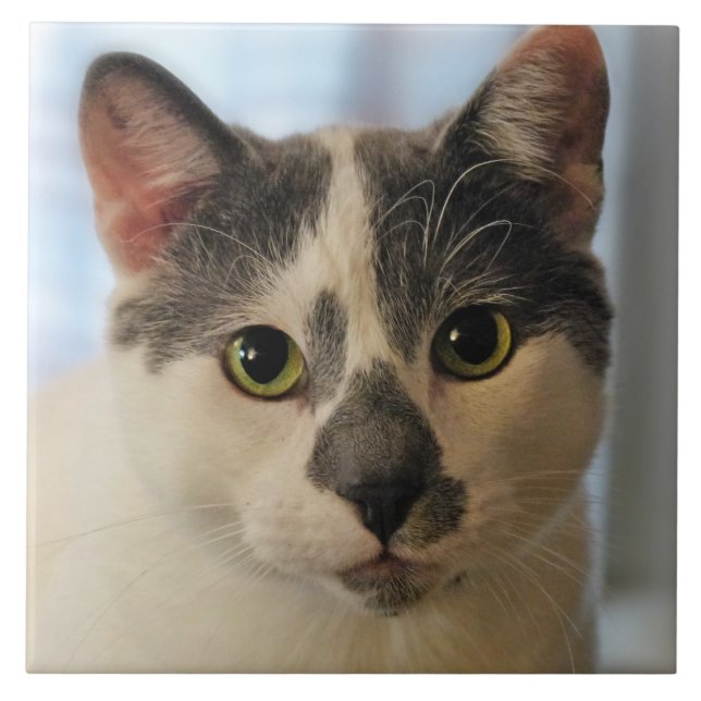 Cute Cat Tile (Front)