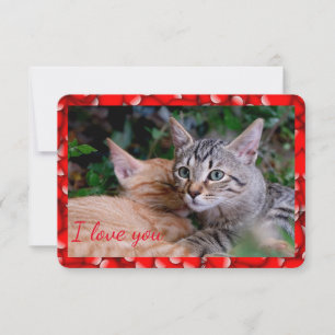 Cute Cat Valentine Card