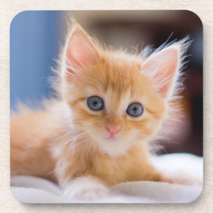 Cute Cat With Blue Eyes Coaster