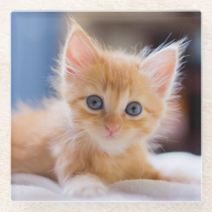 Cute Cat With Blue Eyes Glass Coaster