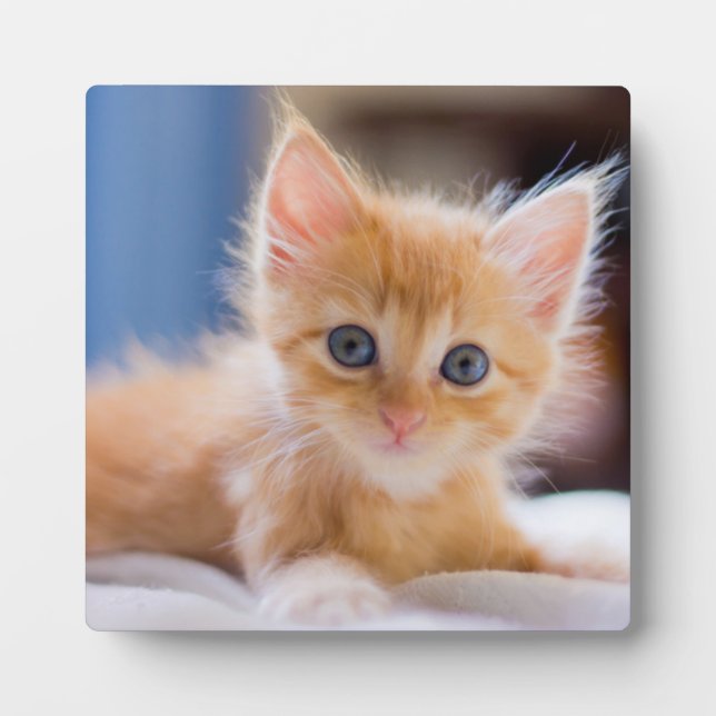 Cute Cat With Blue Eyes Plaque (Front)