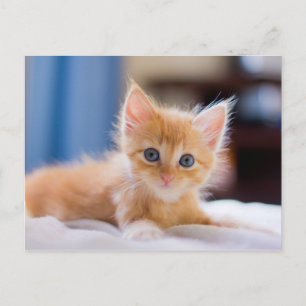 Cute Cat With Blue Eyes Postcard