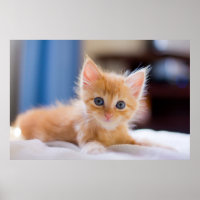 Cute Cat With Blue Eyes