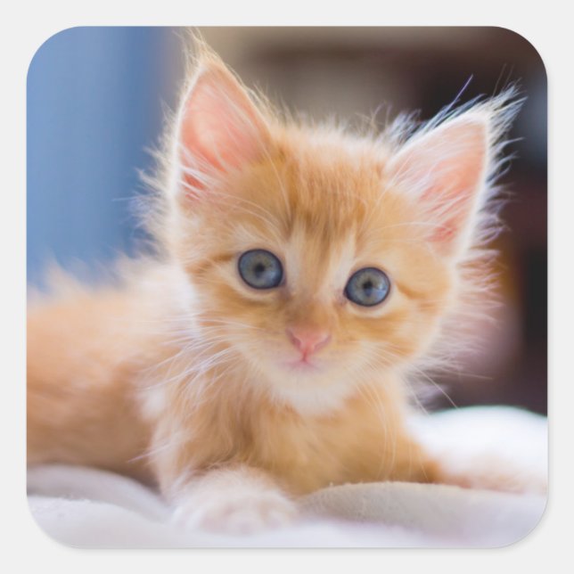 Cute Cat With Blue Eyes Square Sticker (Front)