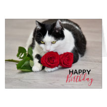 Cute cat with the red rose