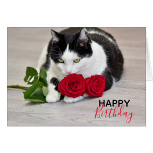 Cute cat with the red rose