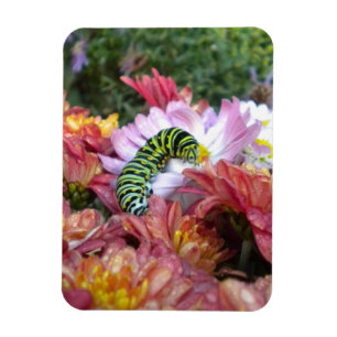 Cute Caterpillar on Bed of Mums Magnet