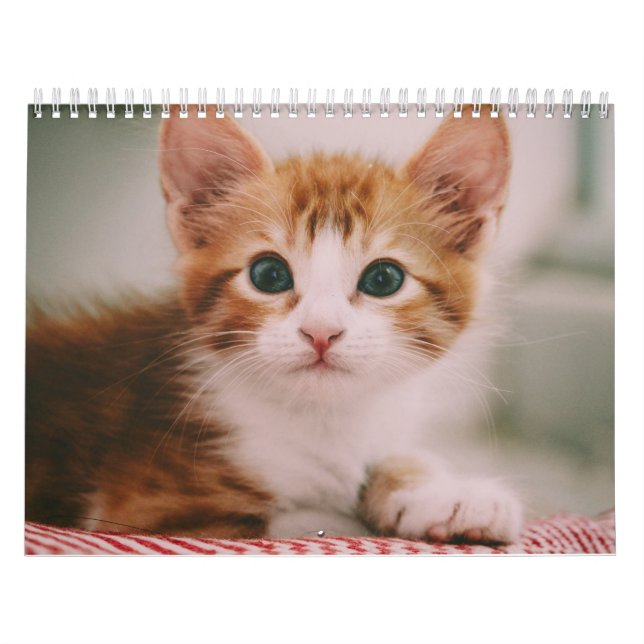 Cute Cats 2024 Calendar (Cover)