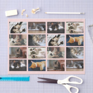 Cute Cats and Kittens Photo Template on Pink Tissue Paper