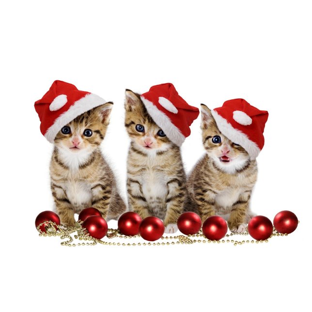 Cute Cats Cushion ( Kittens with blue eyes, wearing red and white Santa hats, are sitting in a row. )