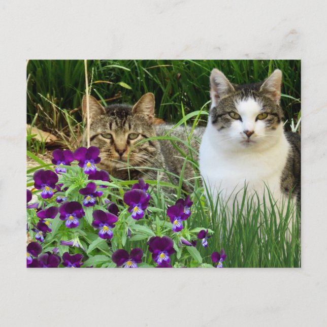Cute Cats in Flower Garden / Collage Art Postcard (Front)