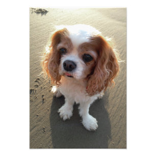 Cute Cavalier King Charles Spaniel Dog at Beach Photo Print