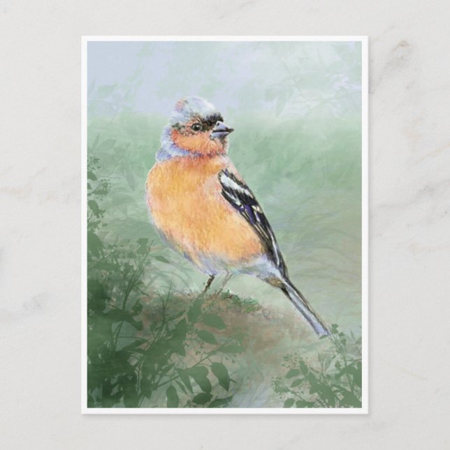 Cute Chaffinch, Watercolor Bird Collection Postcard (Front)
