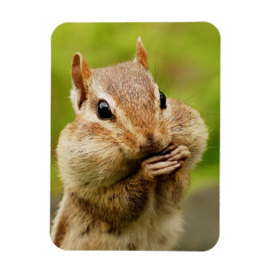Cute Cheeky Chipmunk Magnet