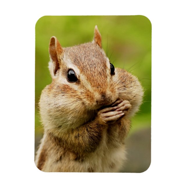 Cute Cheeky Chipmunk Magnet (Vertical)