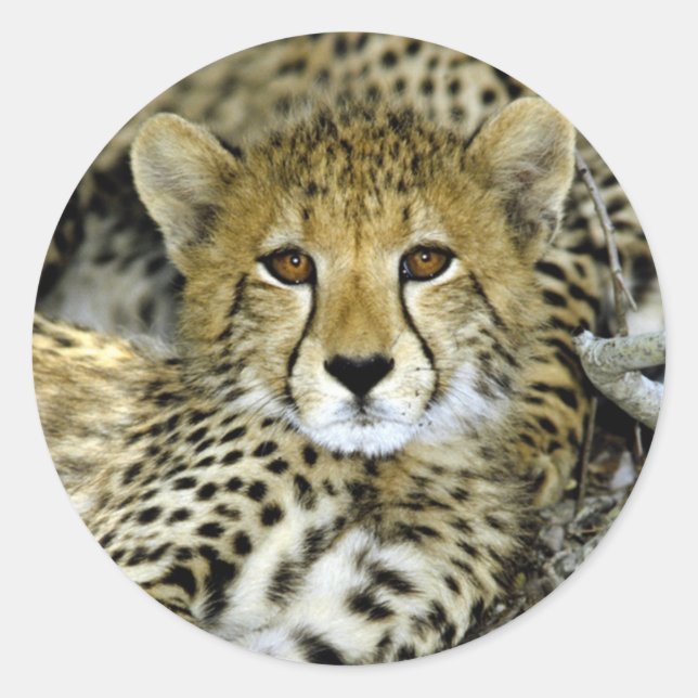 Cute Cheetah Classic Round Sticker (Front)