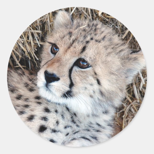 Cute Cheetah Cub Photo Classic Round Sticker (Front)