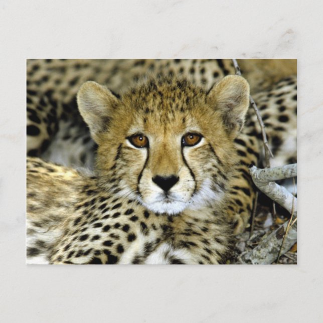 Cute Cheetah Postcard (Front)
