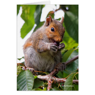 Cute Cherry Picking Eastern Grey Squirrel