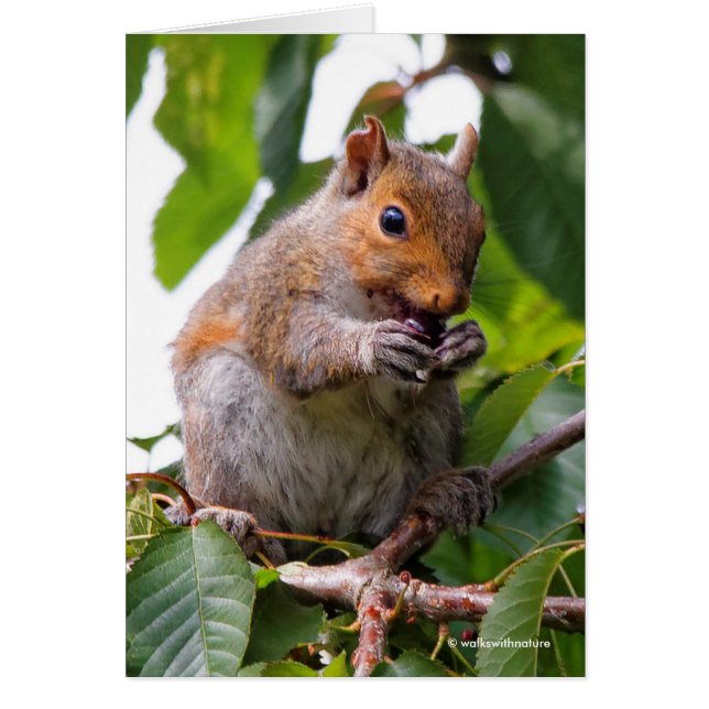 Cute Cherry Picking Eastern Grey Squirrel (Front)