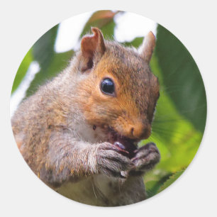 Cute Cherry Picking Eastern Grey Squirrel Classic Round Sticker