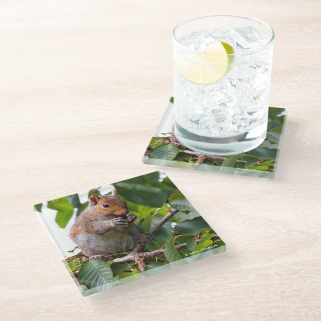 Cute Cherry Picking Eastern Grey Squirrel Glass Coaster (Angled)