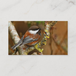Cute Chestnut-Backed Chickadee on the Pear Tree Business Card