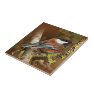 Cute Chestnut-Backed Chickadee on the Pear Tree Tile