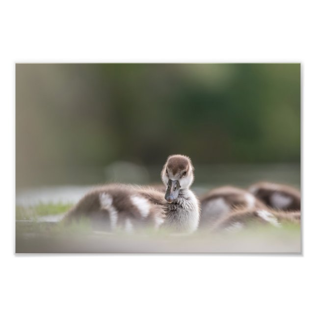 Cute Chick Nature Photo Print (Front)