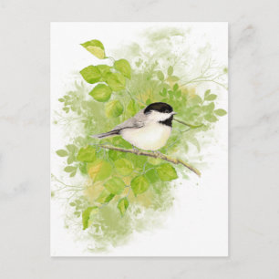 Cute Chickadee Bird in Poplar Tree Postcard