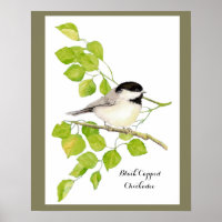 Cute Chickadee Bird in Poplar Tree Sweet friendly