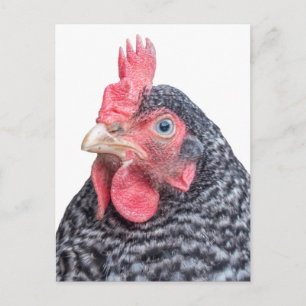 Cute Chicken Photo Black and White Feathers Postcard