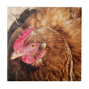 CUTE CHICKEN   TILE