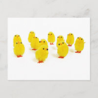 cute chicks
