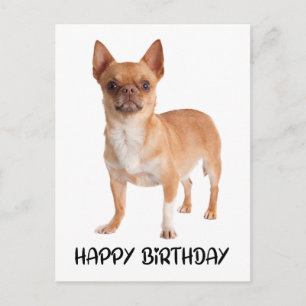 Cute Chihuahua Birthday Puppy Dog Postcard