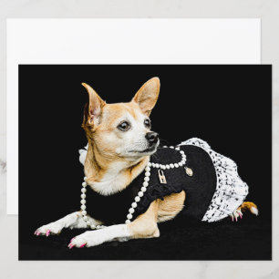 Cute Chihuahua Dog Tan Brown Black Elegant