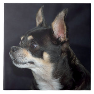 Cute Chihuahua Dog Tile