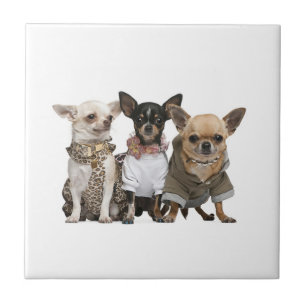 Cute Chihuahua Dogs Tile