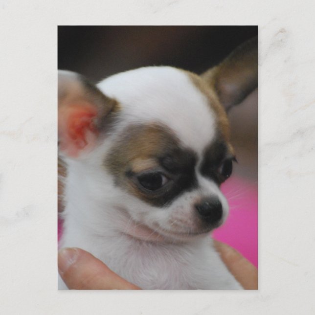 Cute Chihuahua  Postcard (Front)