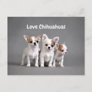 Cute Chihuahua Puppies Postcard