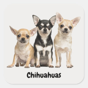 Cute Chihuahua Puppies Square Sticker
