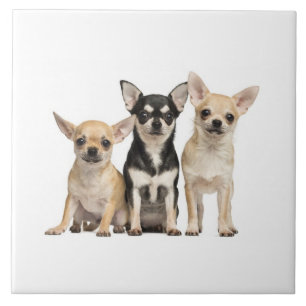 Cute Chihuahua Puppies Tile